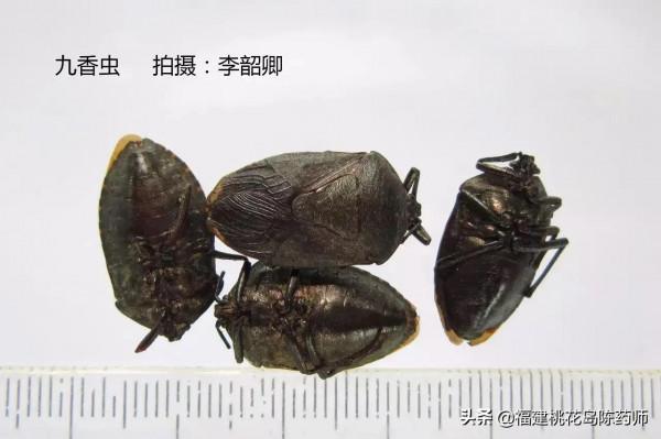 分享李紹卿老師拍攝的三十四種動物藥