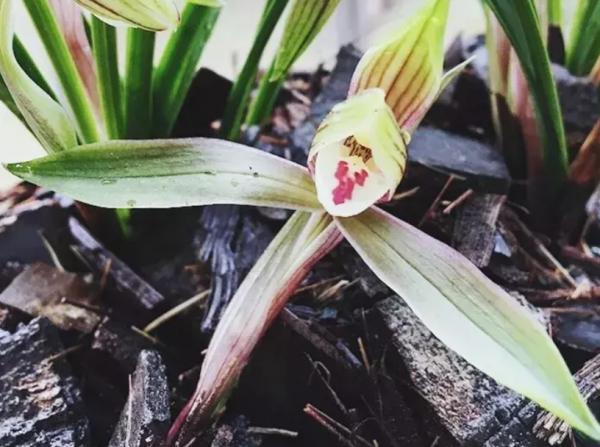 甭再說騙你花錢了，將這些樹皮腐熟養花，肥效好還能改善土質