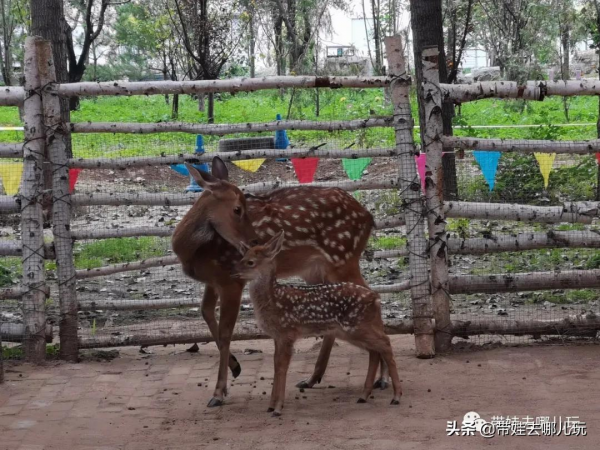 北京新開一家動物園,可以和老虎共進午餐 北京新開一家動物園,可以和老虎共進午餐