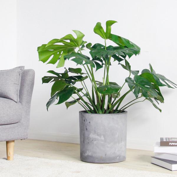 客廳想養“大盆栽”,建議從這10種裡面選,格調高寓意好,還養人 客廳想養“大盆栽”,建議從這10種裡面選,格調高寓意好,還養人