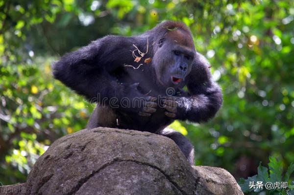最成功的大猩猩王11歲生子，兒子奪取王位後，如何面對自己母親？