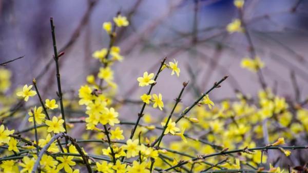 早春花兒美卻帶有遺憾：開花時還未長葉，長葉時花已凋謝