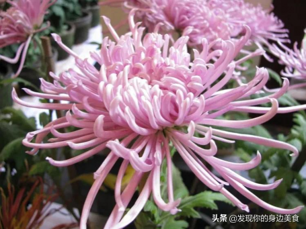 傲霜菊花奪人眼