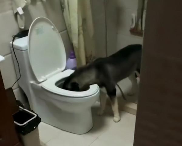 上海一狗子偷喝馬桶水被主人抓現行，主人：平時還抱著它的嘴親