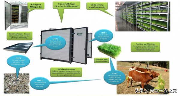 水培牧草的轉化率是95%,飼餵牛羊有哪些好處?很多人還不知道呢 水培牧草的轉化率是95%,飼餵牛羊有哪些好處?很多人還不知道呢