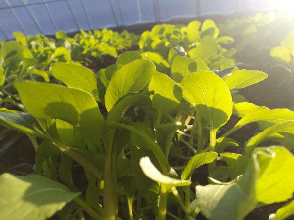 蔬菜生長的慢，上市晚？做好4點，長勢更快效益高