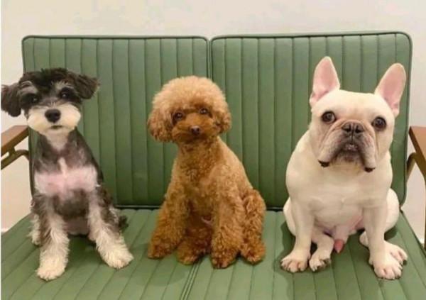 小狗在紙箱裡“哭泣”，女孩見它可憐出手，半年後，才發現撿到寶