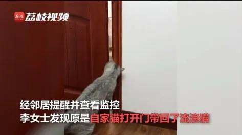 家有養貓的,記得安鎖,以防你的貓帶朋友來吃窮你 家有養貓的,記得安鎖,以防你的貓帶朋友來吃窮你