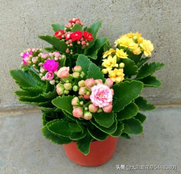 適合秋冬養的5種花,只要有光照,開花賊漂亮 適合秋冬養的5種花,只要有光照,開花賊漂亮