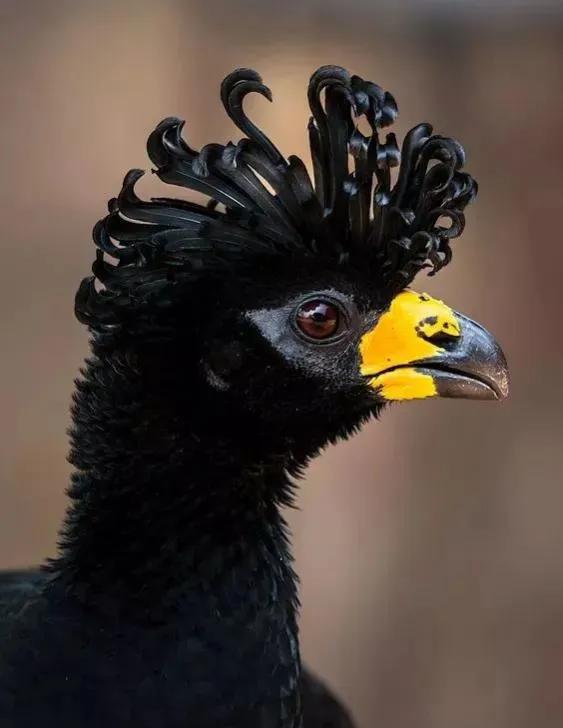 33種美麗的鳥欣賞 33種美麗的鳥欣賞