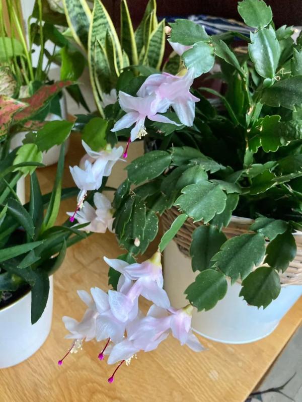 6種養室內窗臺上可以經常開花的小盆栽，南北地區的花友都適合養