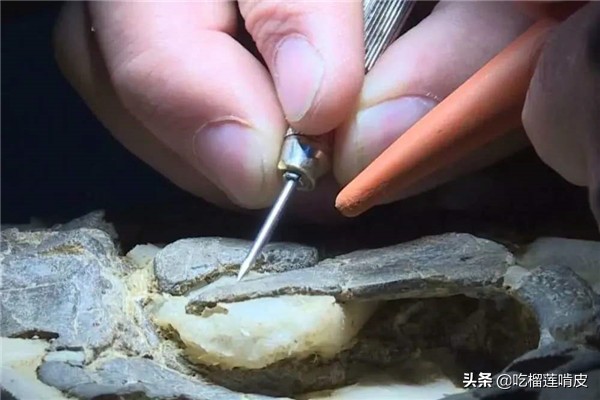 中文學名遠食龍拉丁學名Adeopapposaurus