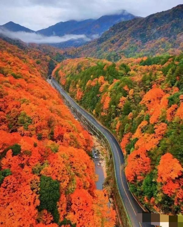 一年一度的紅色海洋