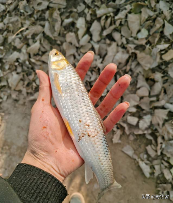 野釣客帶你走近-赤眼鱒