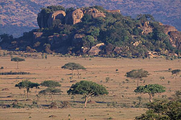 賽倫蓋蒂草原的王者，非洲獅