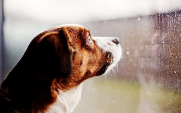 永遠不要放棄你的狗，即使它是“搗蛋鬼”