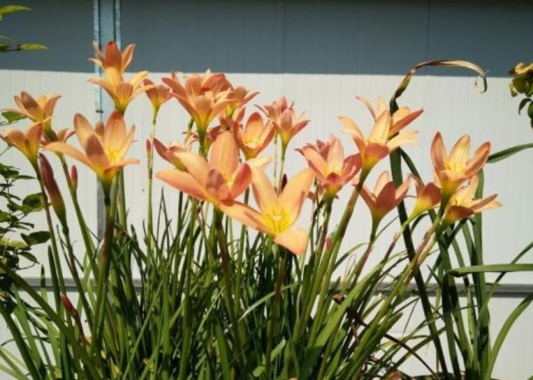 適合庭院栽種的4種植物,摸清喜好照顧,個個花期超過半年 適合庭院栽種的4種植物,摸清喜好照顧,個個花期超過半年