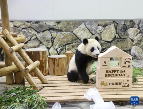 日本為大熊貓幼崽“楓浜”慶祝一歲生日 日本為大熊貓幼崽“楓浜”慶祝一歲生日