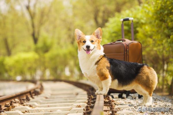 小狗的品種，這些狗的體型都比較小，飼養會比較方便