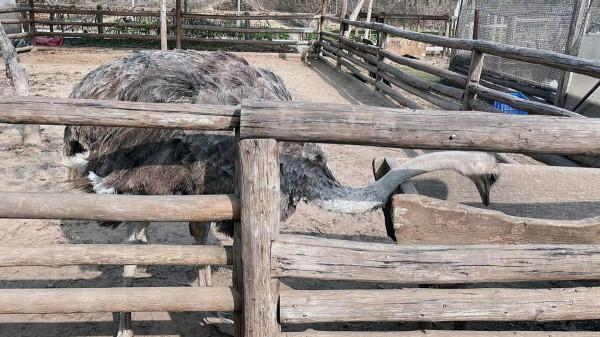 小朋友的天地動物的樂園—水榭萍鄉親子莊園
