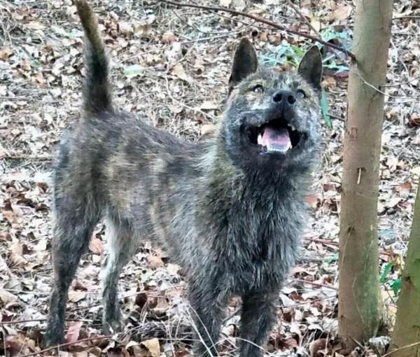 老家的土狗,暗地裡護送新女婿回家,老去的時候偷偷離開了家 老家的土狗,暗地裡護送新女婿回家,老去的時候偷偷離開了家
