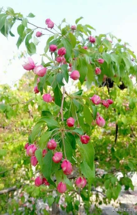 分享——海棠花