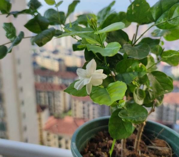 1月養茉莉，牢記“1剪1補”，春天一到花開不斷，驚喜連連