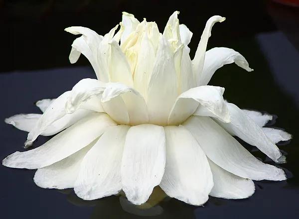 分享圖片，猶如曇花一現的王蓮開花，各種顏色，各種姿態大全