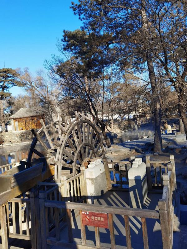 熱河泉邊看天鵝