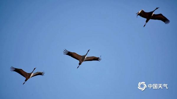 北京延慶:數千只灰鶴翩翩起舞 形成一道亮麗風景線 北京延慶:數千只灰鶴翩翩起舞 形成一道亮麗風景線