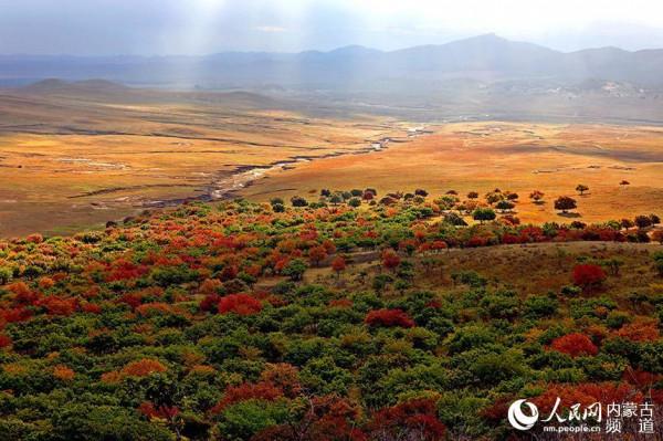 金秋扎魯特草原層林盡染“楓”景美
