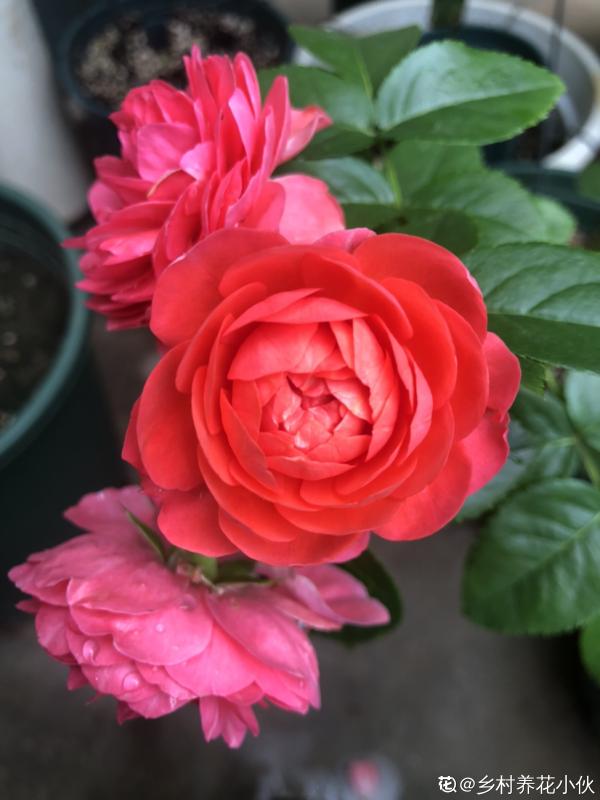 買花別再被騙了!4個花市常見騙局,你遇到過幾個 買花別再被騙了!4個花市常見騙局,你遇到過幾個