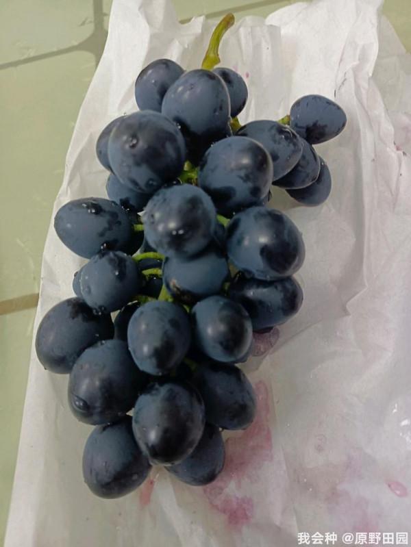 摩爾多瓦葡萄只能大棚裡種植