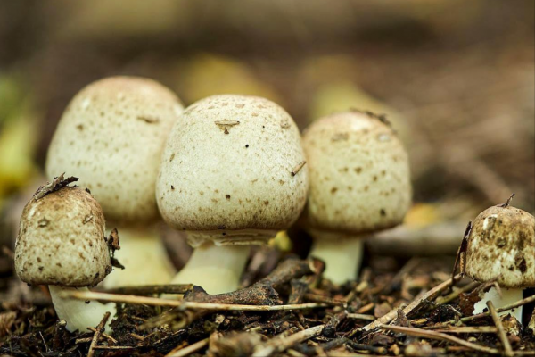 《德雲鬥笑社》裡的內蒙羊尾油,到底是啥?牧民:代表著尊敬客人 《德雲鬥笑社》裡的內蒙羊尾油,到底是啥?牧民:代表著尊敬客人