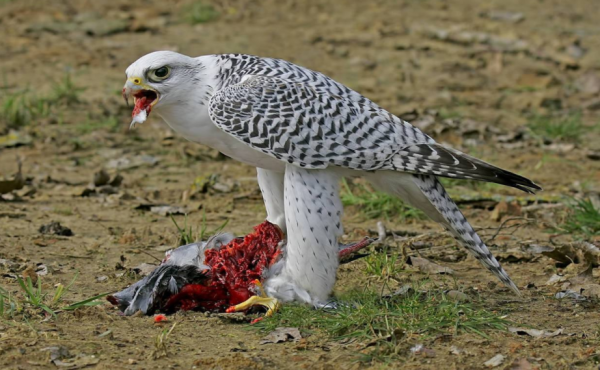 神鳥海東青是女真人的圖騰，速度無人能及，能有多快呢？