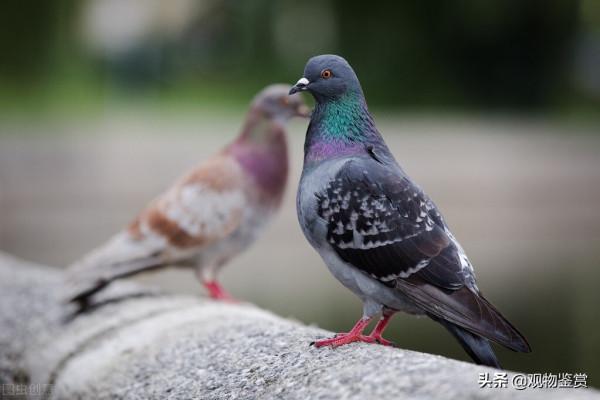 鴿子的種類有哪些?鴿子的特性是什麼? 鴿子的種類有哪些?鴿子的特性是什麼?