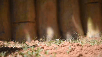 如果睡覺也能排名,我肯定是第一 如果睡覺也能排名,我肯定是第一