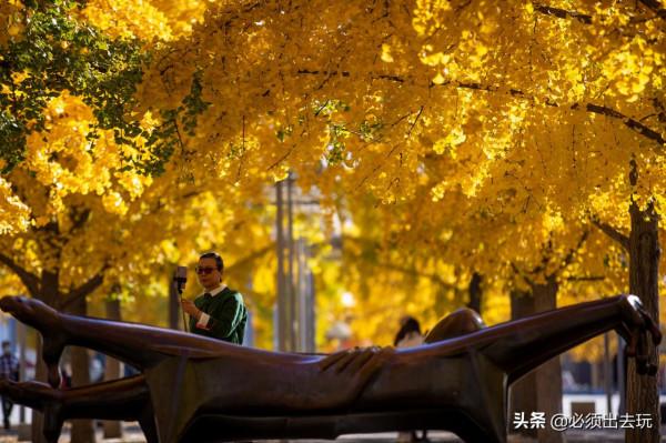 奧林匹克公園的這片銀杏，真的是值得專程前往