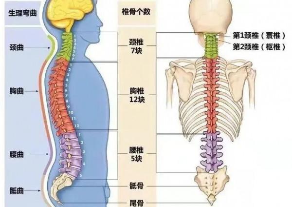 太極｜運動腰骶轉股肱