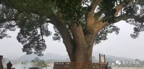 尋找英雄｜黃紹竑在浙江創辦兵工廠造槍造炮支援抗日