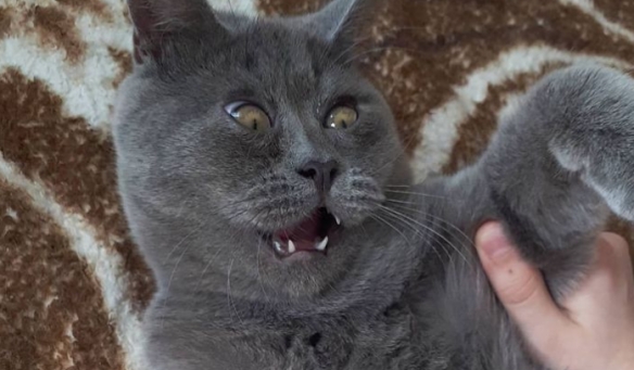 天生自帶表情包的貓貓 表情誇張每張都能成為迷惑圖