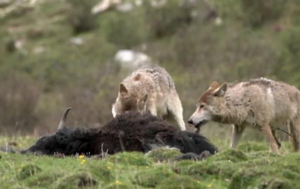 祁連山，野生動物復興的淨土，雪豹、棕熊、野犛牛等珍稀動物出現