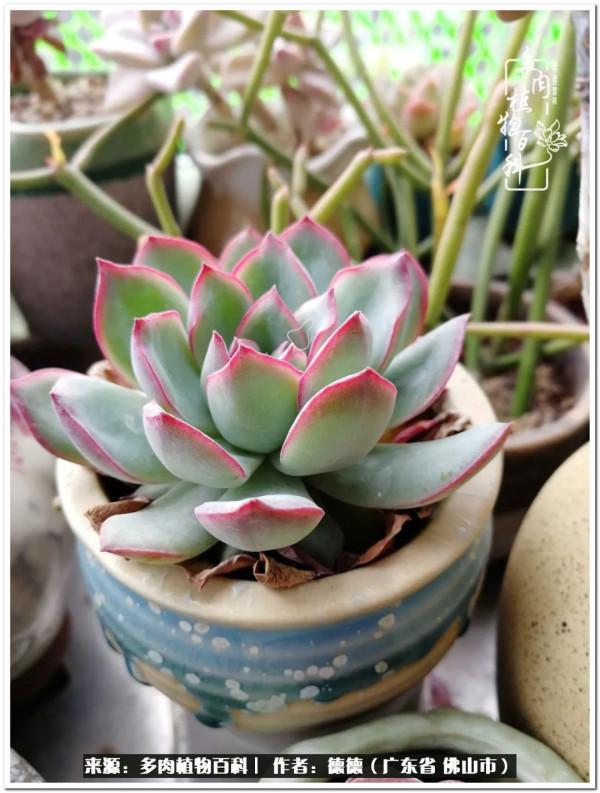 廣東的多肉陽臺:生命不息,折騰不止 廣東的多肉陽臺:生命不息,折騰不止