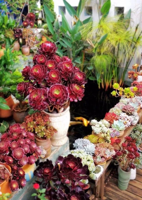 4年時間，靠一腔熱誠打造多肉花園