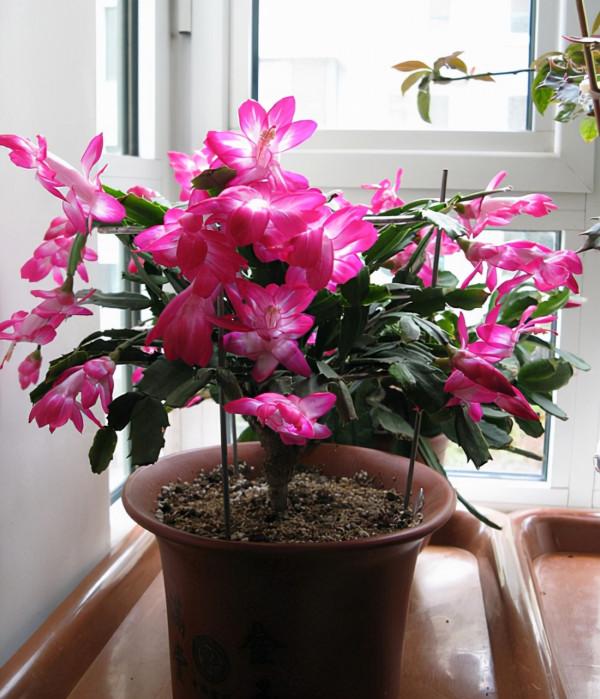 六種漂亮花，越“冷”越開花，吉祥又大氣，建議養一盆