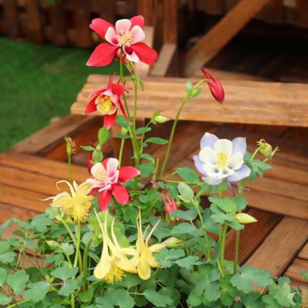 這些花名字不好聽,卻是神仙顏值!網友:真的被名字耽誤了一生 這些花名字不好聽,卻是神仙顏值!網友:真的被名字耽誤了一生