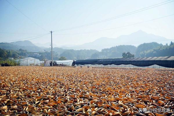 山村村民掙錢不出村，收入越高卻越後悔，看咋回事