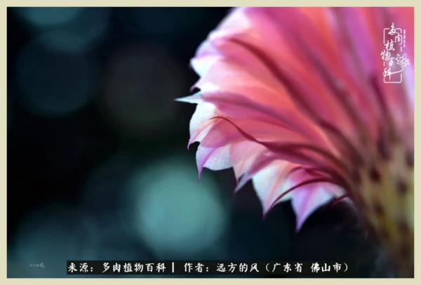 我若盛開，蝴蝶愛來不來