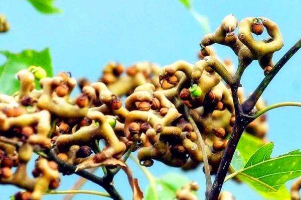 周總理曾親自下令提高茅臺酒質量，他為何對這款酒如此看重？