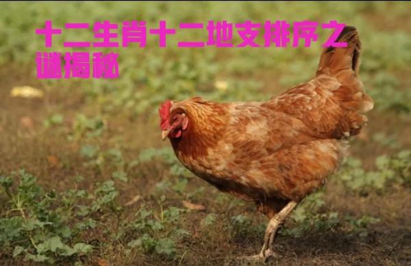 十二生肖十二地支排序之謎揭秘